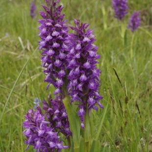 Dactylorhiza umbrosa